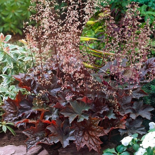 Heuchera americana 'Palace Purple' - Ameerika helmikpööris 'Palace Purple' P11/0,75L